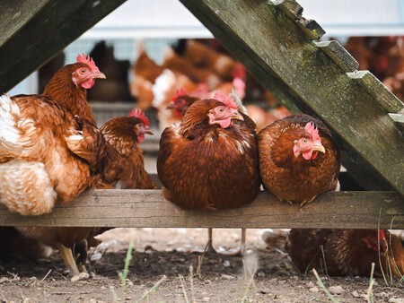 Gallinas