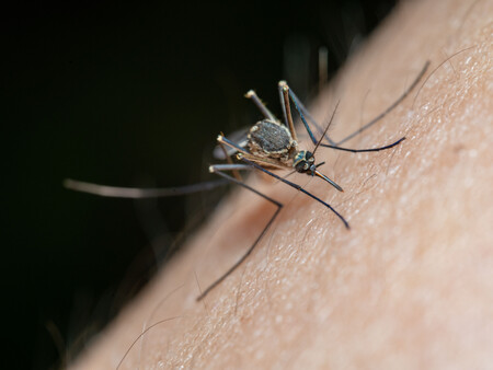 Mosquitos Dron