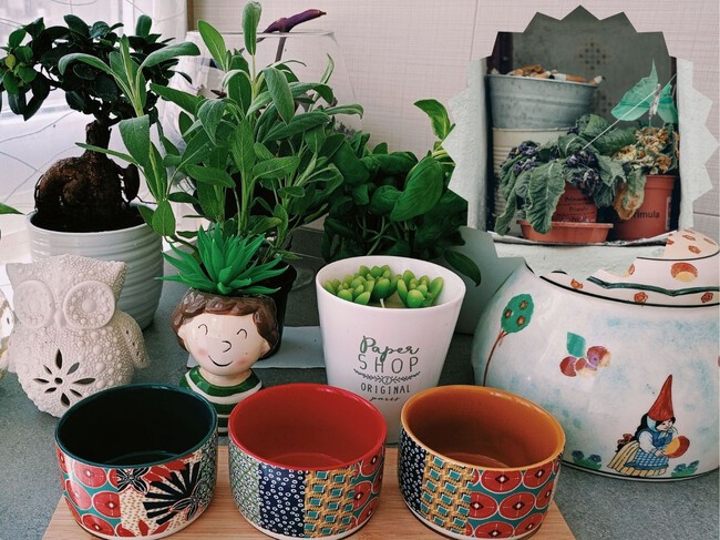 Como Cuidar Plantas En Vacaciones