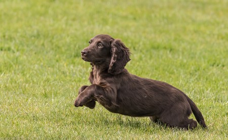 Cocker Spaniel Inglés
