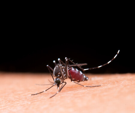 Mosquito 1