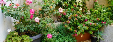 Acaba de llegar a Lidl la planta con flores románticas que convierte tu balcón en un espacio de cuento por menos de 3 euros