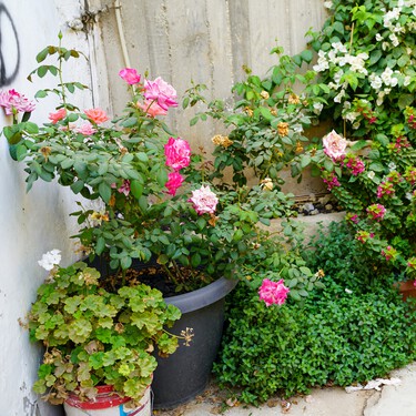 Acaba de llegar a Lidl la planta con flores románticas que convierte tu balcón en un espacio de cuento por menos de 3 euros