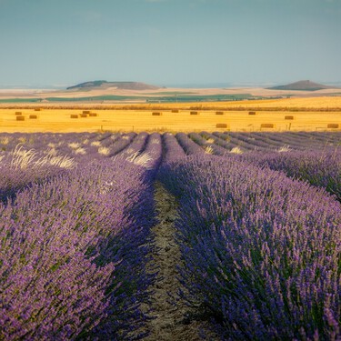 El pueblo medieval de Castilla y León que más bonito está en julio. Campos de lavanda, un castillo y cielos sin contaminación