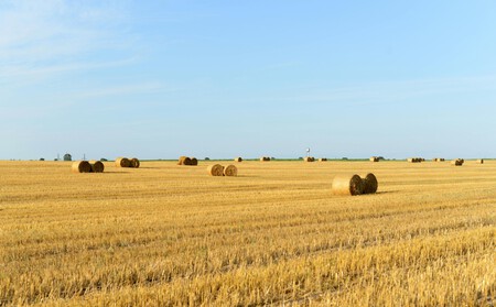 Pexels Immortelleana 9359667