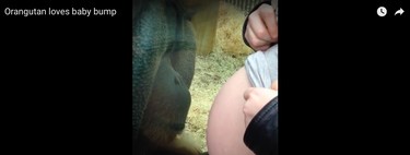 Rajang, el orangután que adora las barrigas de las embarazadas