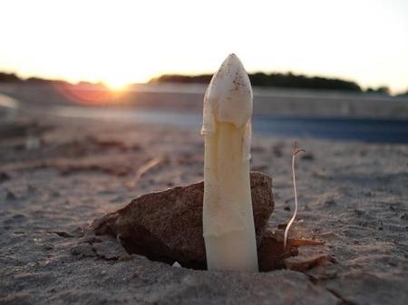 Científicos plantan espárragos sobre tierra proveniente de meteoritos