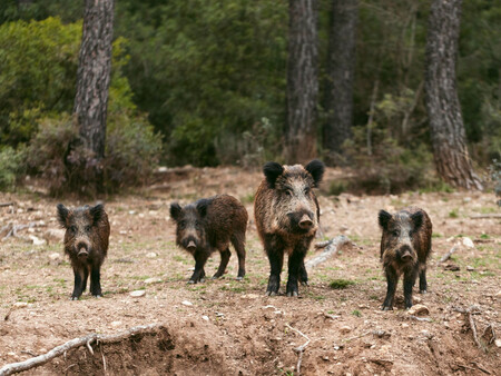 Jabalies Salvajes
