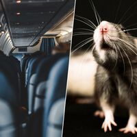 Em pleno oceano, 250 passageiros de um avião descobriram que um deles era um clandestino — com formato de rato 