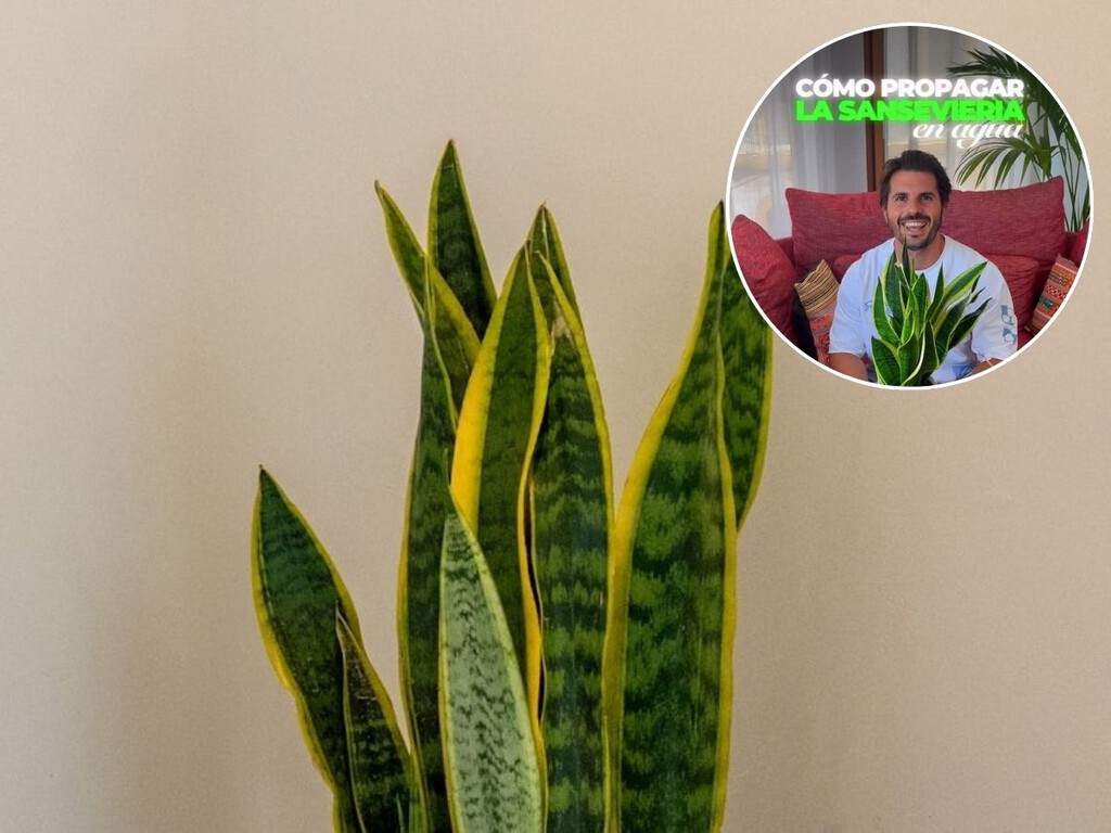 Álvaro Pedrera, experto en plantas: «Con este truco podrás propagar la lengua de suegra en agua a la primera»