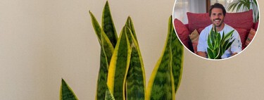 Álvaro Pedrera, experto en plantas: "Este es el truco infalible para propagar la Sansevieria usando un ingrediente de la cocina" 
