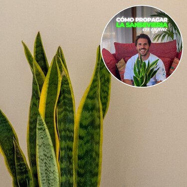 Álvaro Pedrera, experto en plantas: "Este es el truco infalible para propagar la Sansevieria usando un ingrediente de la cocina" 