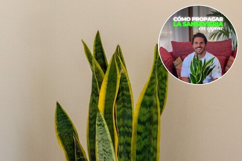 propagar la lengua de suegra