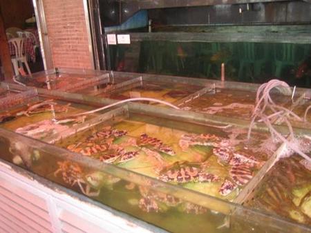 Marisco en Lamma