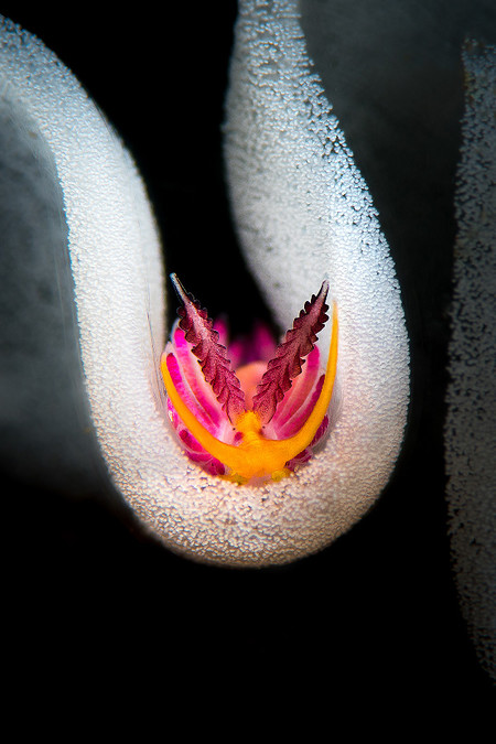 Nudibranchs Flavio Vailati Inside The