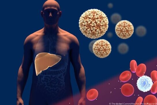 Por qué descubrir el virus de la Hepatitis C se merece un Nobel de Medicina: Alter, Houghton y Rice ganan el de 2020
