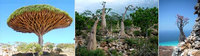 Lugares increíbles: Socotra