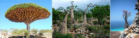 Lugares increíbles: Socotra