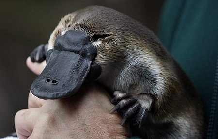 El ornitorrinco: el animal que más sueña