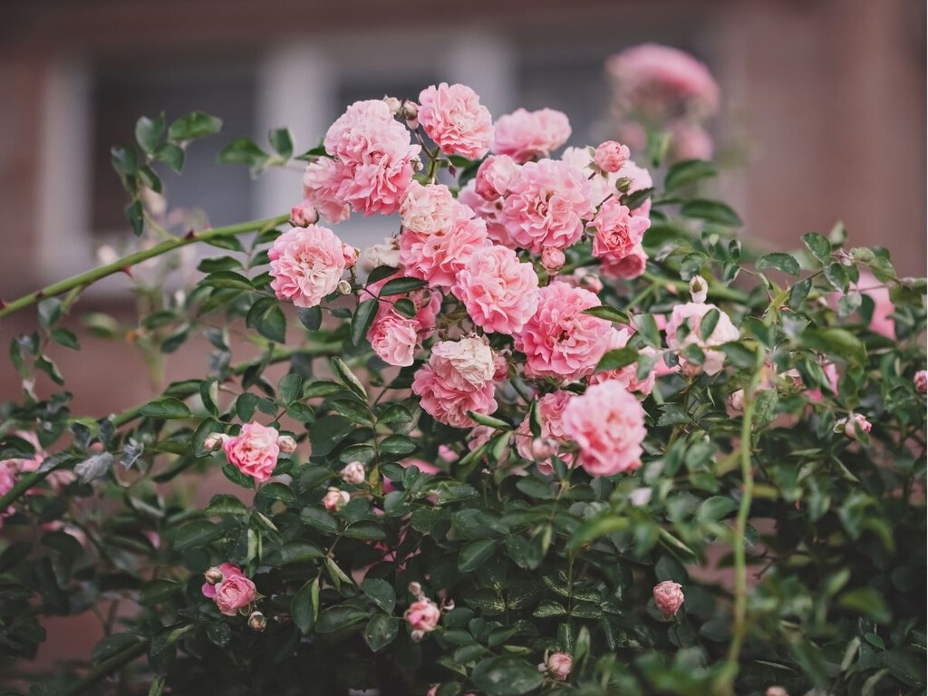 Así se cuidan los rosales para que den flores durante todo el verano
