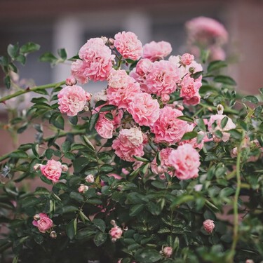 Así se cuidan los rosales para que den flores durante todo el verano