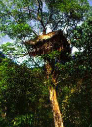 Alojarse en la copa de un árbol