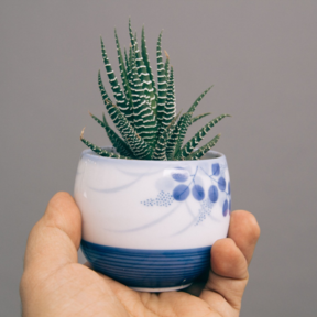 Los jardineros recomiendan la planta cebra: "Es ideal para decorar la casa y para principiantes"