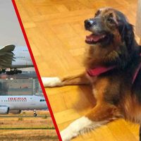 La perrita Mona se escapó de su jaula cuando iban a meterla en el avión y nunca apareció. La Justicia europea considera que vale lo mismo que una maleta
