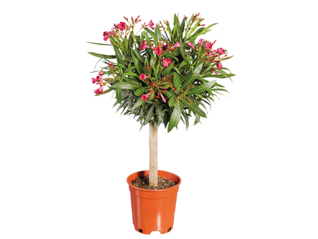 Gcpfb9532a5ec784c268d1979ee6146a2ea