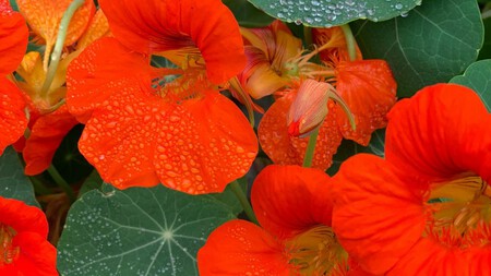 3 plantas ideales para sembrar en primavera y tener un jardín hermoso en tiempo récord 