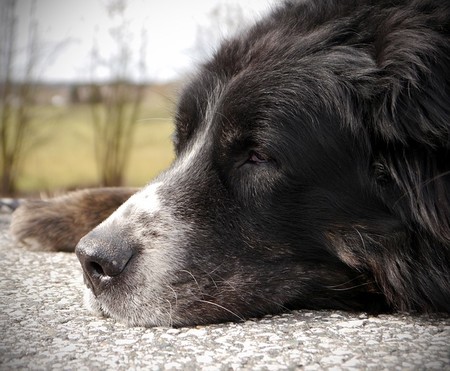 Así te puede engañar tu perro para conseguir comida