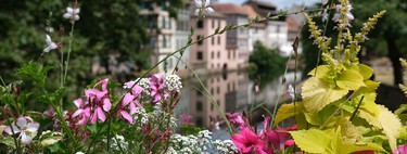 Esta planta crece en maceta, ocupa poco espacio y llena de flores todo el balcón, además es ideal para espacios pequeños