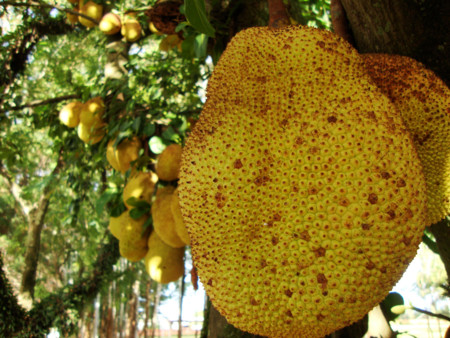 Jackfruit, una fruta muy nutritiva