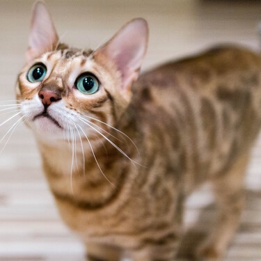 El gato bengalí, la raza inteligente a la que le encanta el agua y desciende de los gatos leopardo