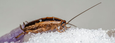 Esta es la comida que odian a tope las cucarachas y que ya tienes en tu cocina 