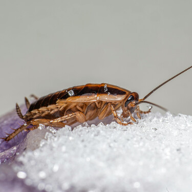 Esta es la comida que odian a tope las cucarachas y que ya tienes en tu cocina 