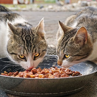 
Qué tipo de comida necesita un gato esterilizado