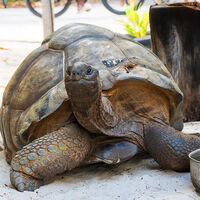 Las tortugas gigantes superan en número a las personas en Seychelles, con casi 183.000 en Aldabra 