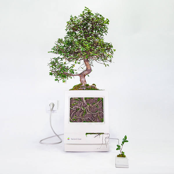 Plant You Mac Macbonzai Monsieur Plant 2016 1 Ok Carre