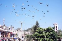 Vuela, vuela pajarito