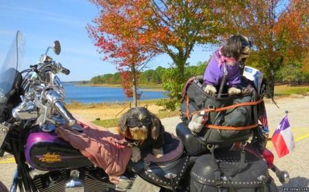 Andy y Maddie, los perritos más moteros