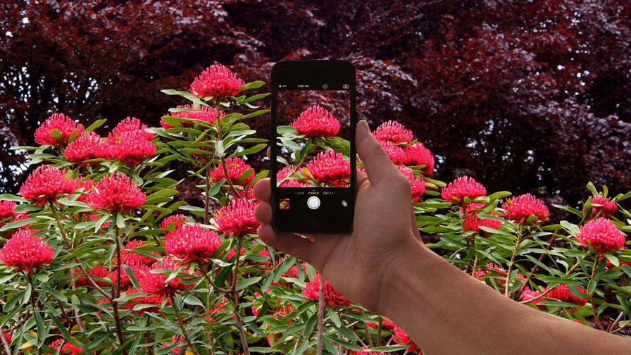 Usando un 'Shazam' para identificar plantas con tu móvil