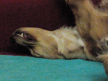 Wiko Darkfull photo examples