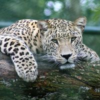 O que significa o proverbio chinês: "O leopardo morre e deixa a sua pele; o homem morre e deixa o seu nome"? 