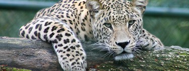 O que significa o proverbio chinês: "O leopardo morre e deixa a sua pele; o homem morre e deixa o seu nome"? 