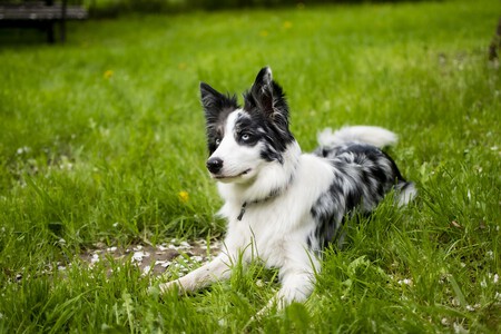 Border collie