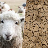 En plena desertificación, Australia ha tenido una idea tan rara como efectiva para retener el agua: cubrir la tierra con lana