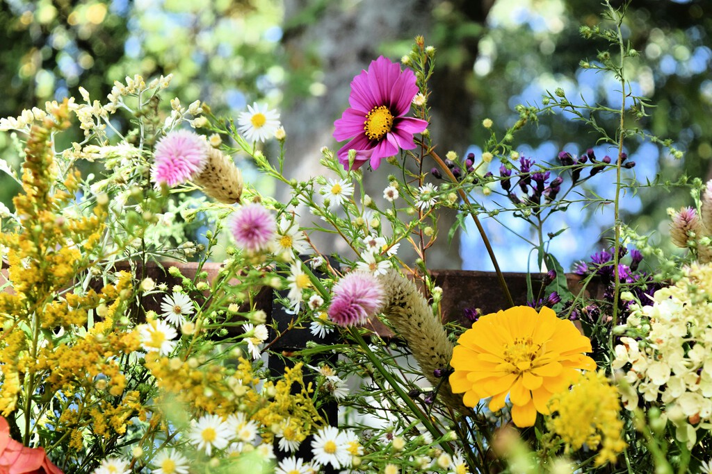 Estas son las cinco flores que deberías plantar al final del verano para mantener tu jardín bien vistoso durante todo el otoño: cómo cuidarlas y dónde colocarlas
