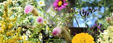 Estas son las cinco flores que deberías plantar al final del verano para mantener tu jardín bien vistoso durante todo el otoño: cómo cuidarlas y dónde colocarlas 