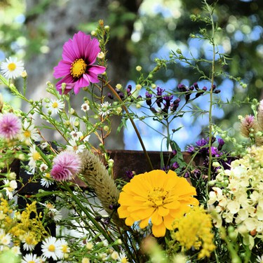 Cinco plantas con flor que deberías plantar al final del verano para mantener tu jardín lleno de color en otoño